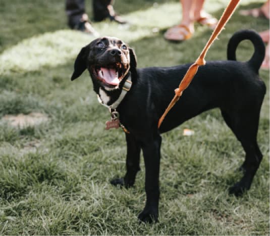 Happy black puppy on leash standing on green grass during public event in Cambridge